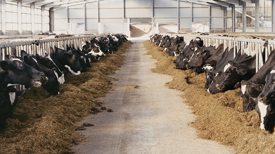 Cría de vacas de leche