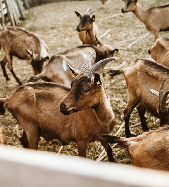 Theseo  Biosécurité - Élevage de Petits Ruminants