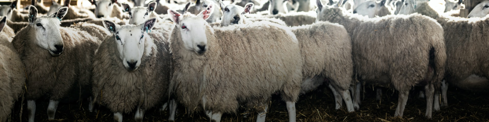 Theseo  Biosécurité - Élevage de Petits Ruminants