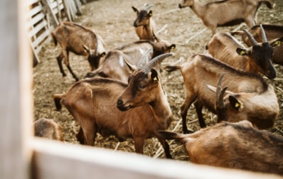 Petits ruminants